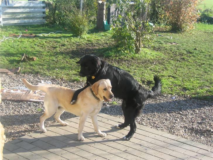 Blanding af racer Lulu - Vi tumler lige lidt i haven.... billede 17