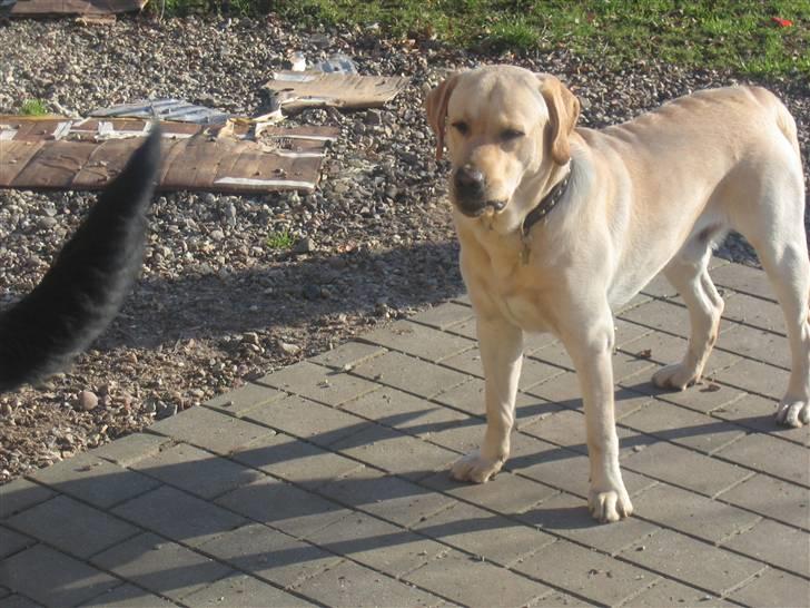 Labrador retriever Balu billede 6