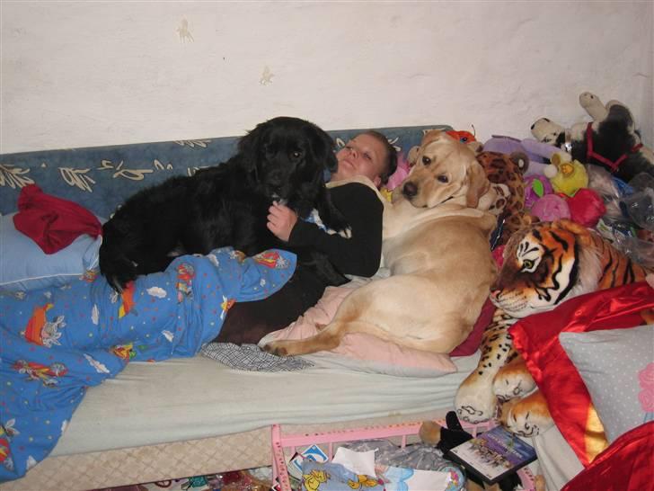 Labrador retriever Balu - Ja ja.. Vi kan da sagtens være her alle sammen... billede 7