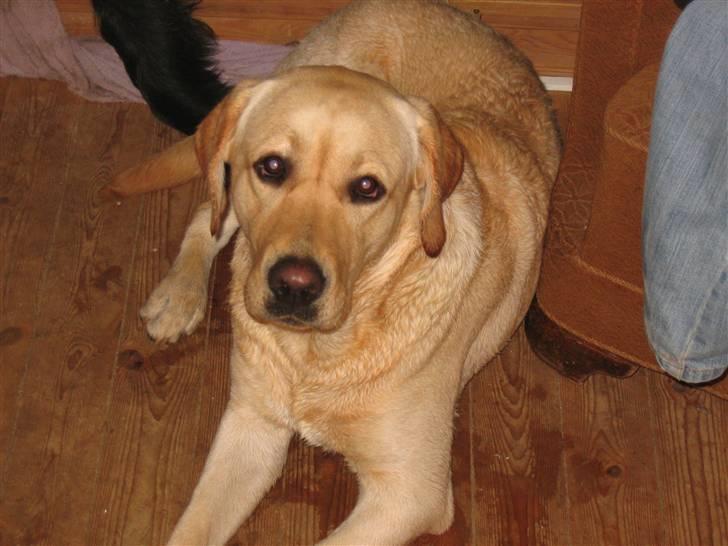 Labrador retriever Balu - Sån ser jeg altså ud når jeg er ren.. billede 8