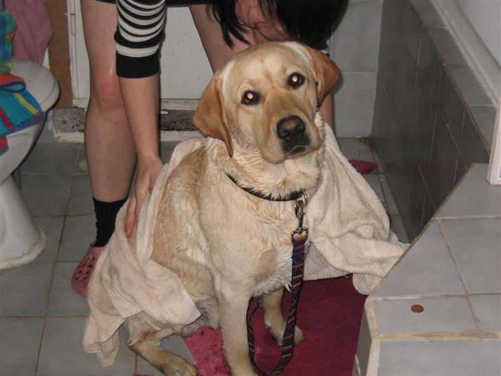 Labrador retriever Balu - Puha.. Jeg kan ikk li at blive vasket... billede 9