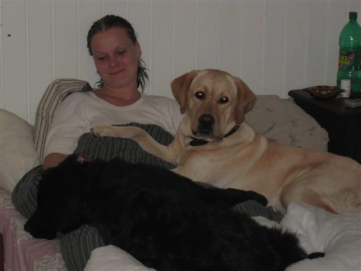 Labrador retriever Balu - Vi putter lige ved mor... billede 10