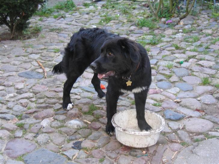 Blanding af racer Lulu - Mit ynglings legetøj...  billede 18