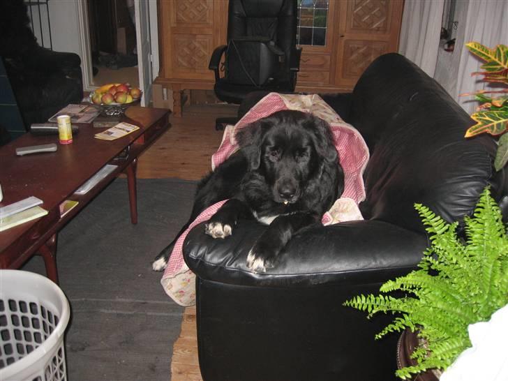 Blanding af racer Lulu - Her ligger jeg jo godt.... billede 19