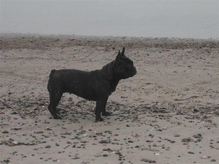 Fransk bulldog Lilo *RIP* - smukke ! <333 billede 18