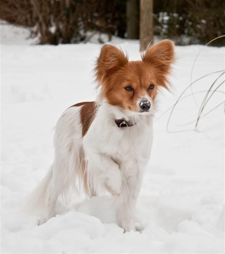 Papillon Emma - Foto af: Maria Rasch billede 3