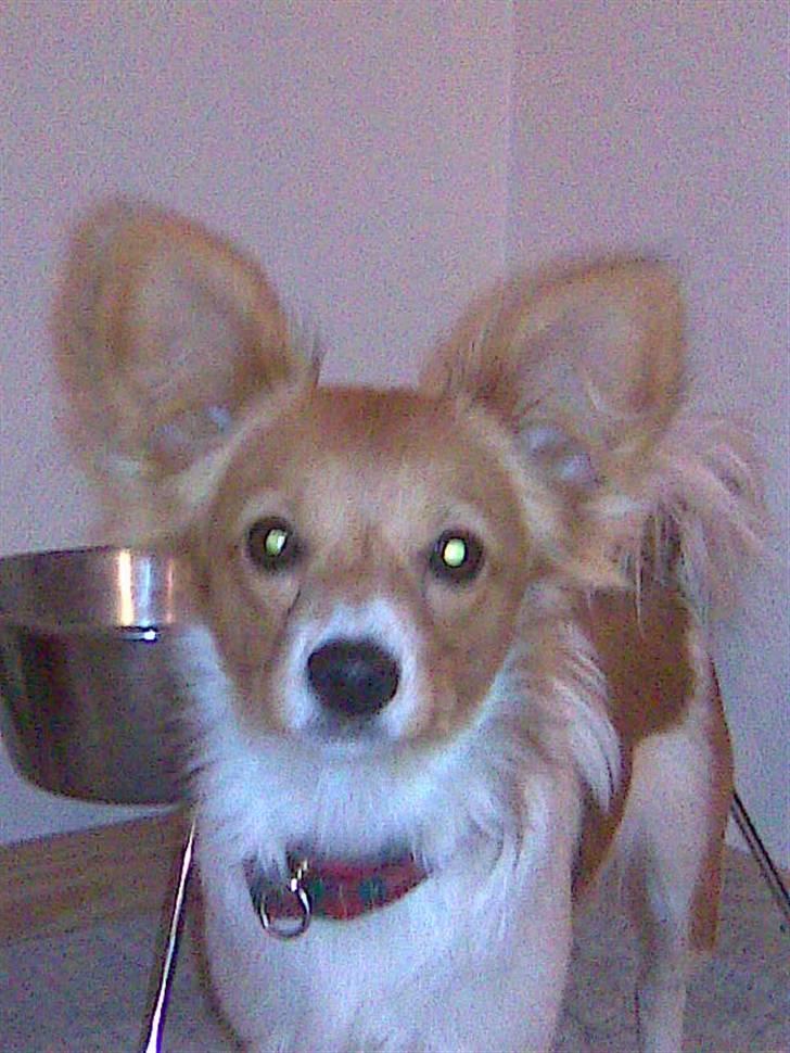 Papillon Emma billede 4