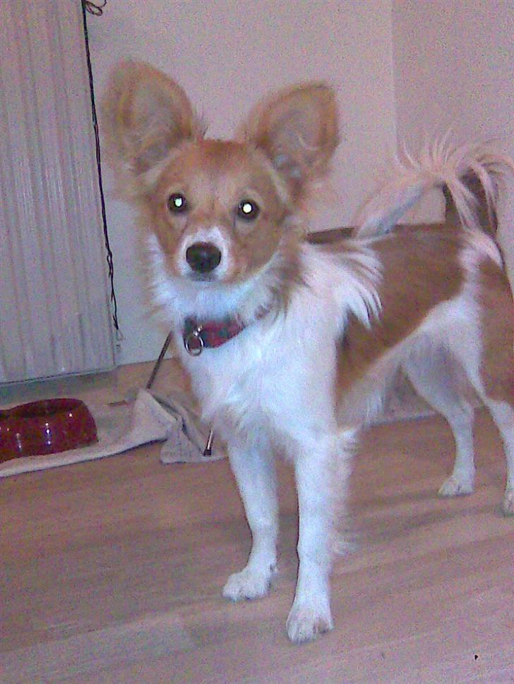 Papillon Emma billede 5