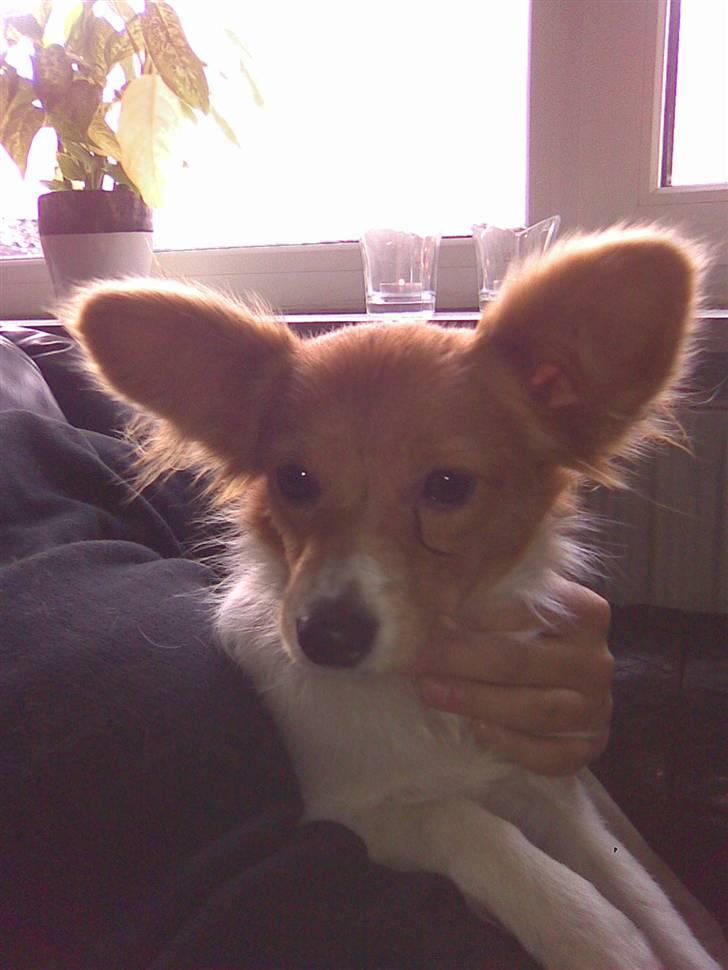 Papillon Emma billede 6