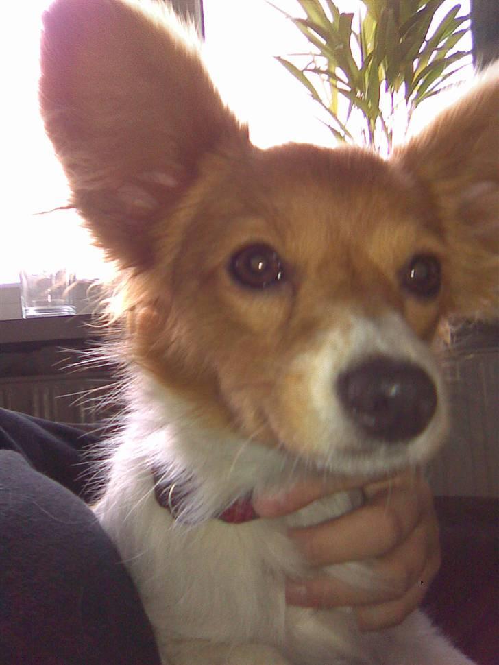 Papillon Emma billede 7