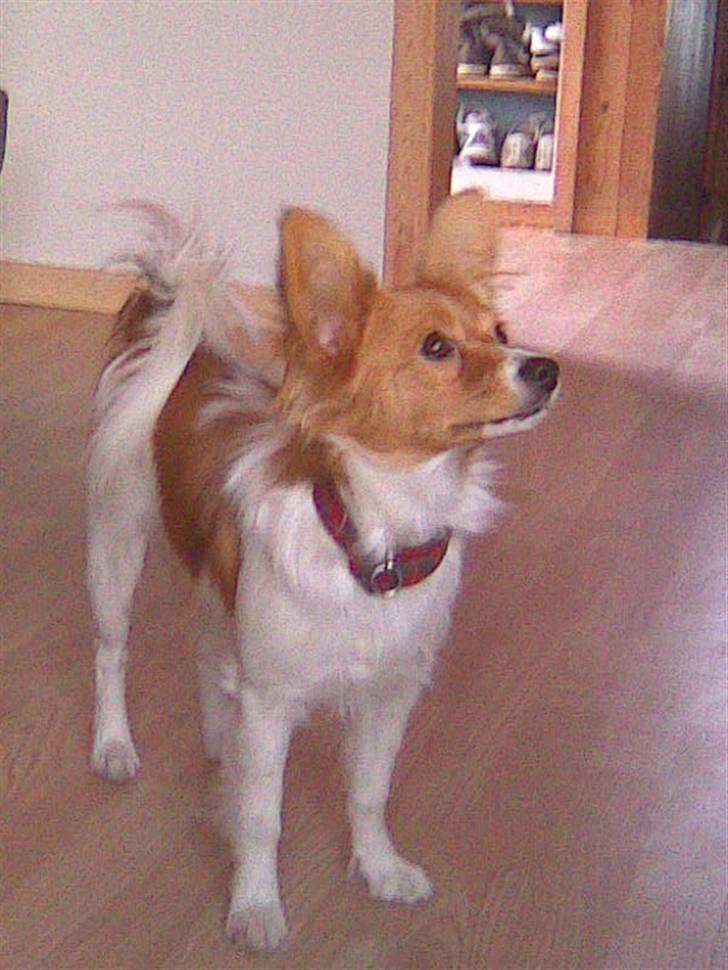 Papillon Emma billede 8