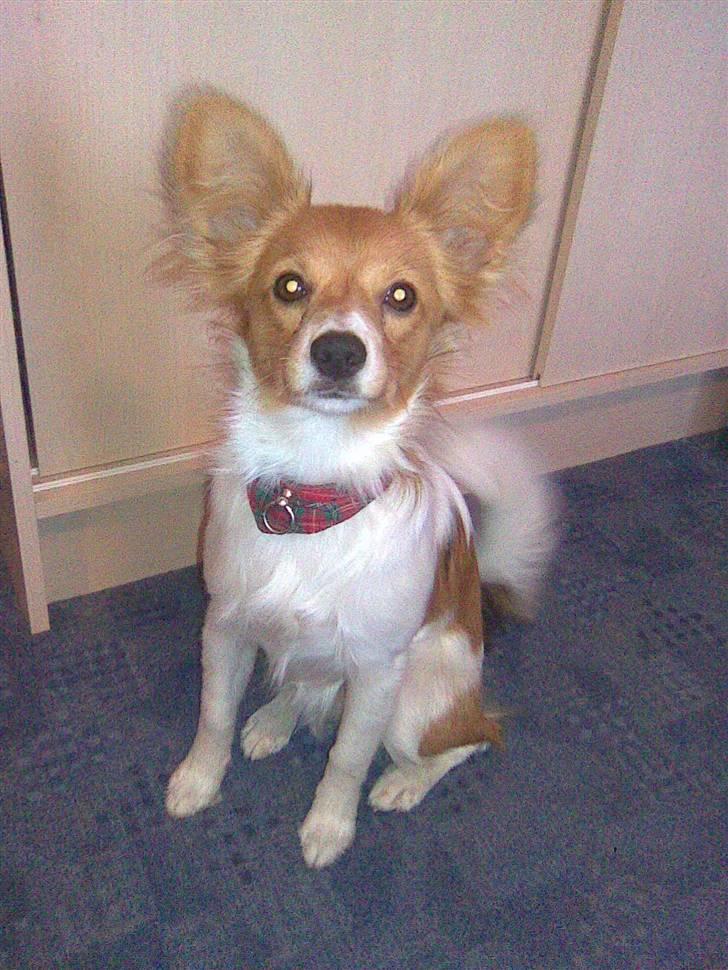 Papillon Emma billede 9