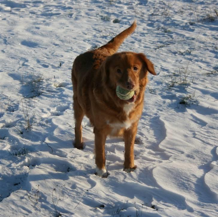 Nova scotia duck tolling retriever Sille - Sille i sneen med sin bold (selvfølgelig) ;D billede 1