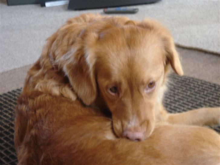 Nova scotia duck tolling retriever Sille billede 2