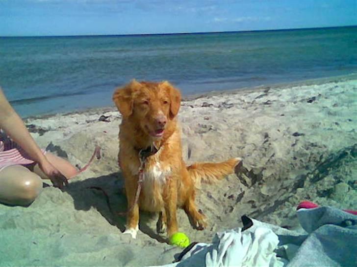 Nova scotia duck tolling retriever Sille billede 3