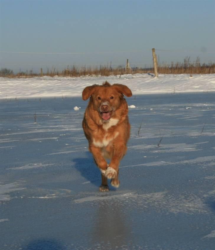 Nova scotia duck tolling retriever Sille - Sille´pigen på glatis ;D billede 4