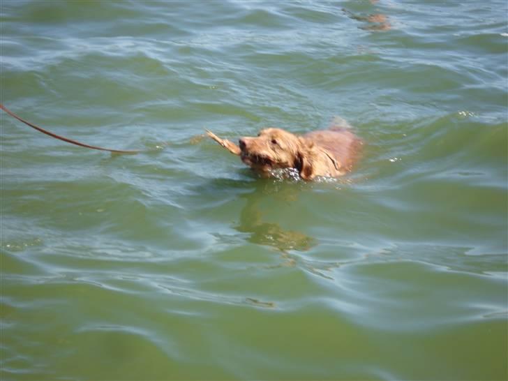 Nova scotia duck tolling retriever Sille billede 5