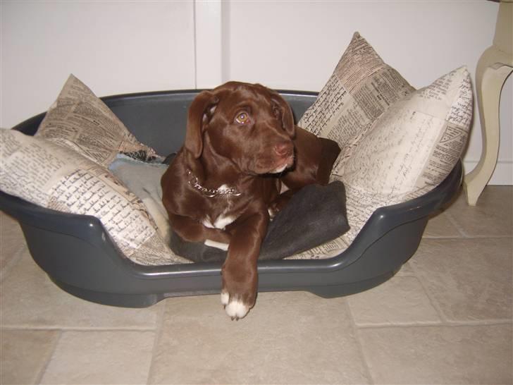 Blanding af racer Noma billede 1