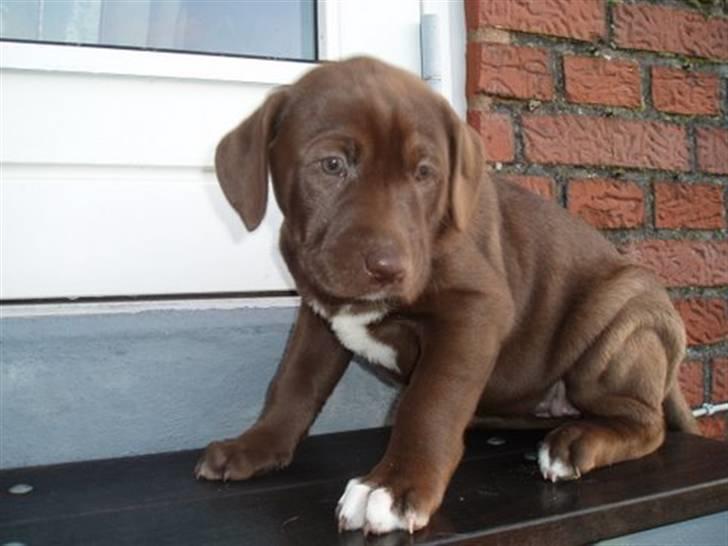 Blanding af racer Noma billede 2