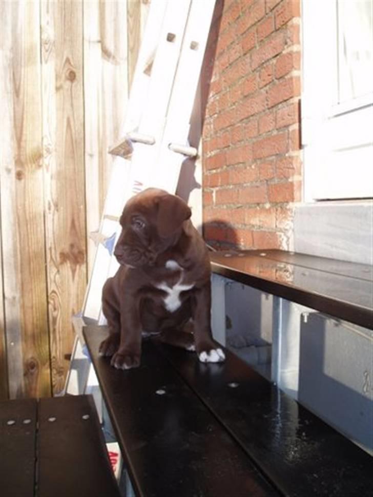 Blanding af racer Noma billede 3