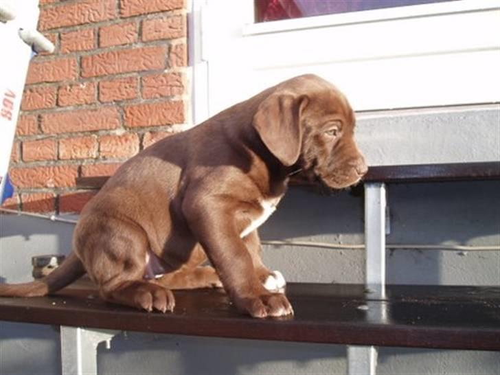 Blanding af racer Noma billede 4