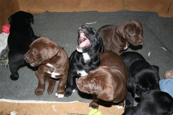 Blanding af racer Noma billede 5