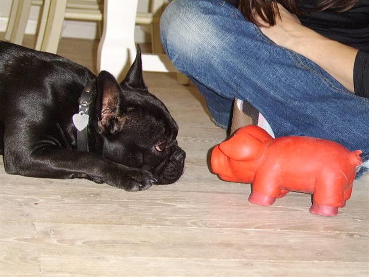 Boston terrier Bella - hmmm... hvis du øffer een gang til... billede 1