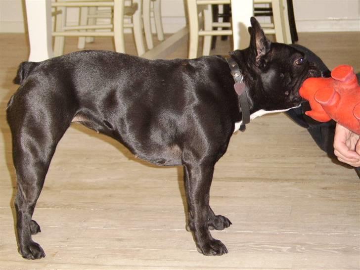 Boston terrier Bella - Fik dig!.. hehe :) billede 2