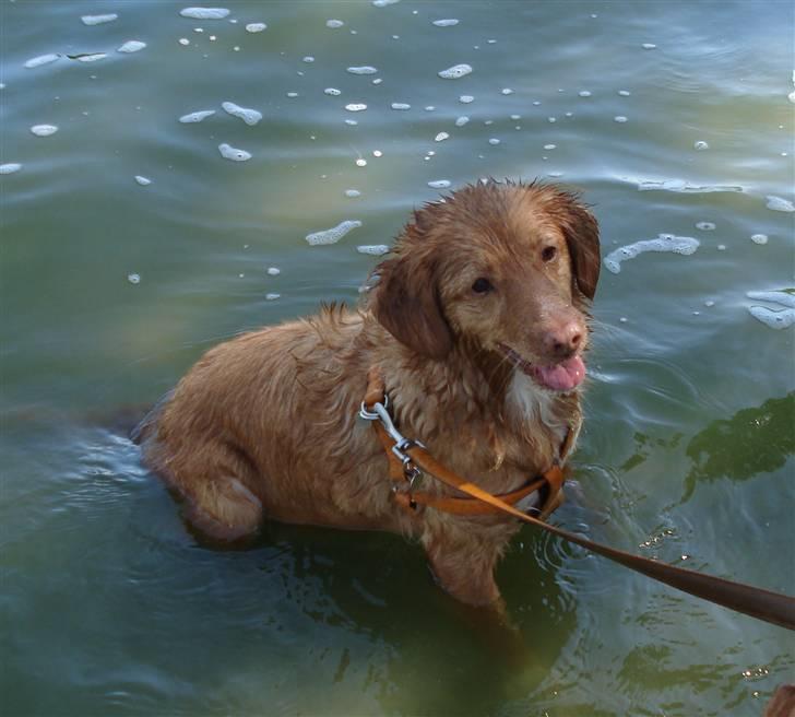 Nova scotia duck tolling retriever Sille billede 6