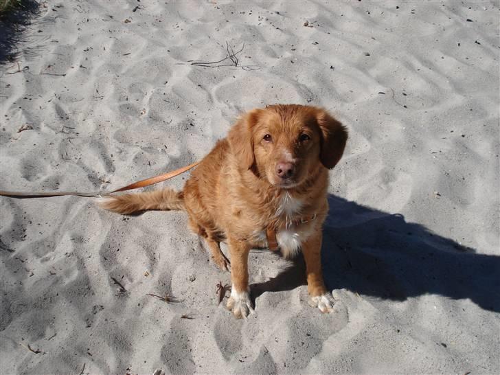 Nova scotia duck tolling retriever Sille - Sille på stranden  billede 7