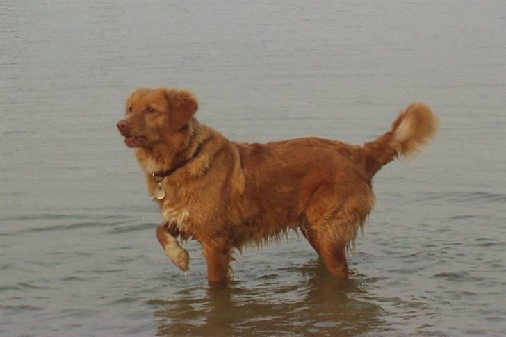 Nova scotia duck tolling retriever Sille billede 8