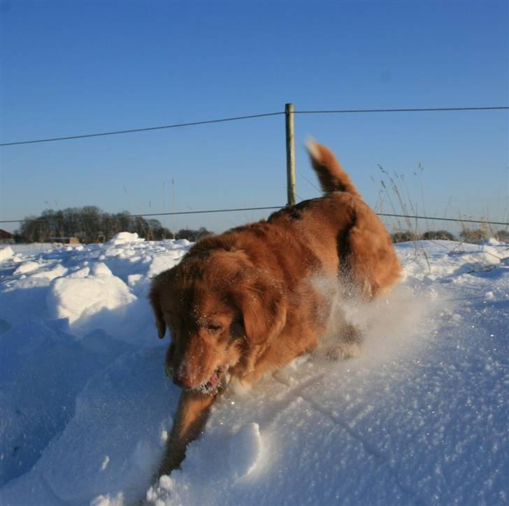 Nova scotia duck tolling retriever Sille - Sille i sneen ;D billede 9