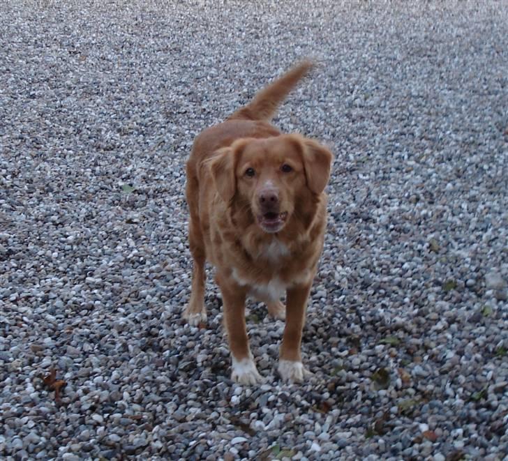 Nova scotia duck tolling retriever Sille billede 10