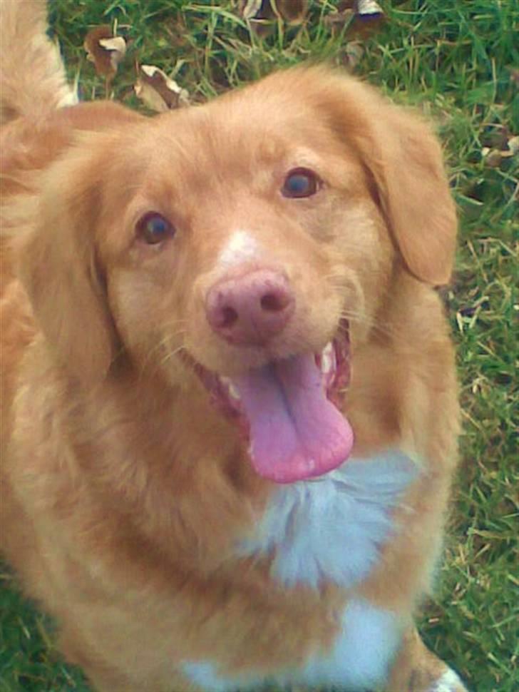 Nova scotia duck tolling retriever Sille billede 11