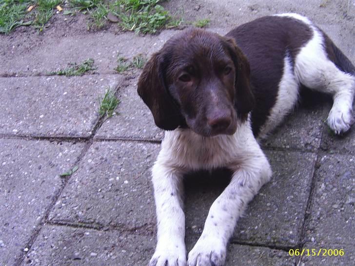 Gammel dansk hønsehund /Labrador    Laban - Labans første bad.. billede 2