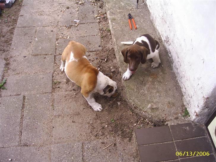Gammel dansk hønsehund /Labrador    Laban - Her er Oawald og Laban, Oswald er en engelsk bulldog og Labans bedste ven.. billede 3