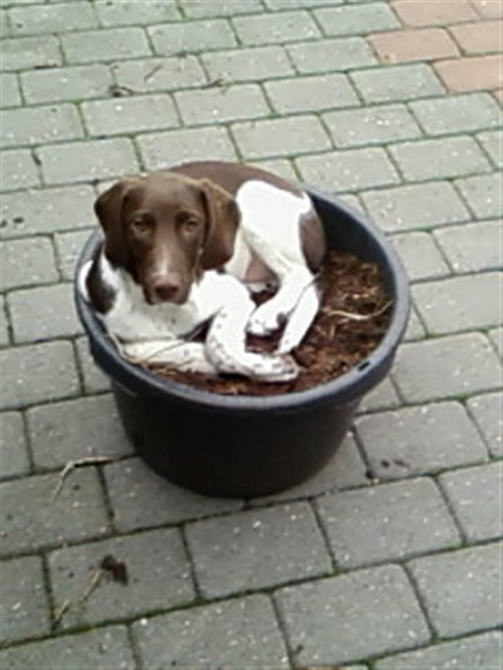 Gammel dansk hønsehund /Labrador    Laban billede 5