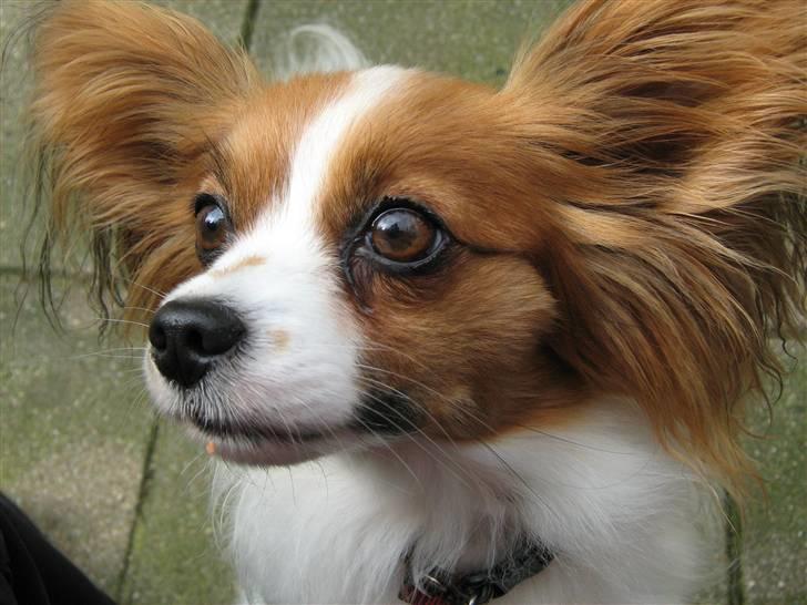 Papillon Amanda billede 1