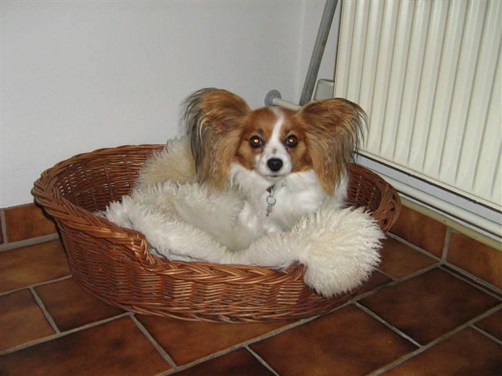 Papillon Amanda billede 2