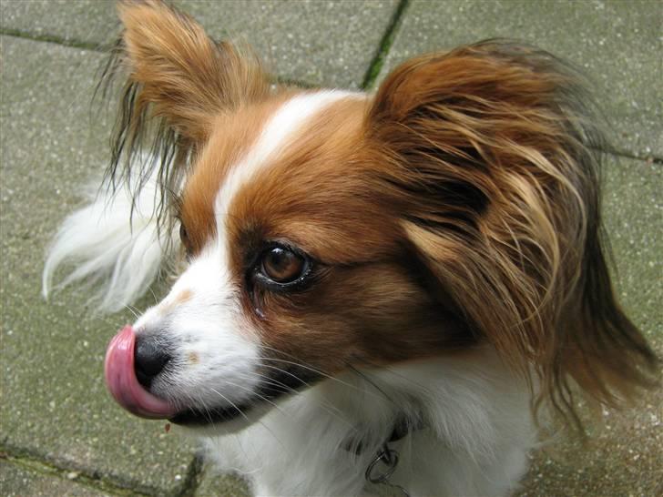 Papillon Amanda billede 3