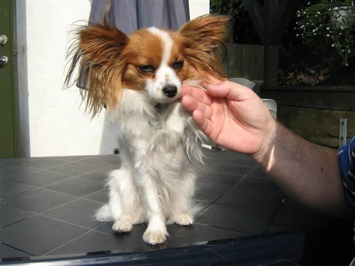 Papillon Amanda billede 4