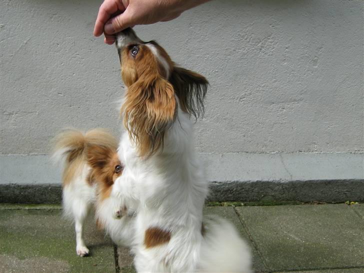 Papillon Amanda billede 5