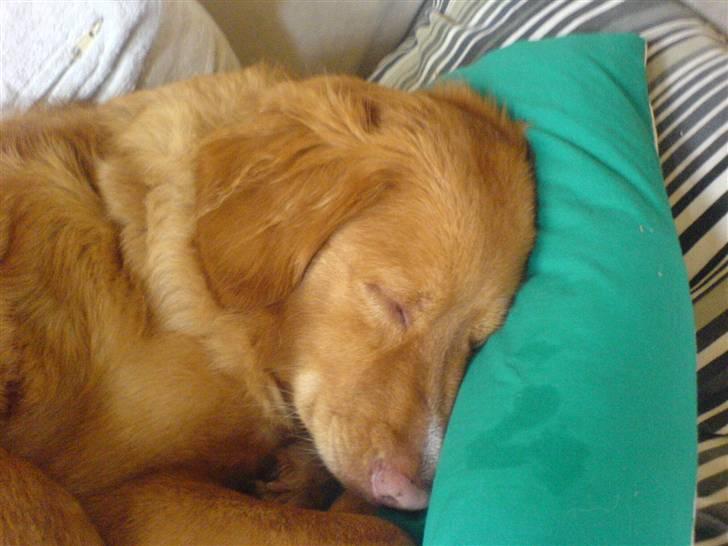 Nova scotia duck tolling retriever Sille - SSS;D = Sov sødt Sille ;D , zZzZzZ billede 12