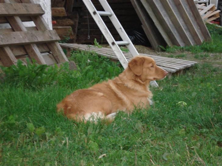 Nova scotia duck tolling retriever Sille billede 14