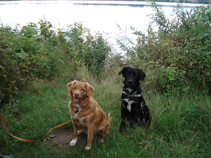 Nova scotia duck tolling retriever Sille billede 15