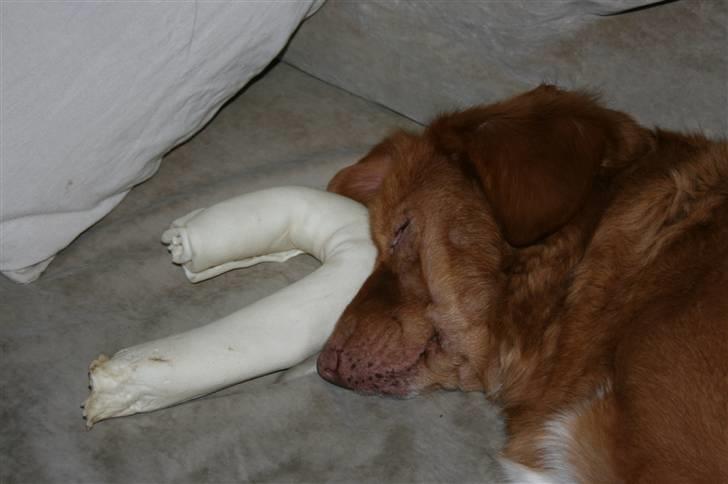 Nova scotia duck tolling retriever Sille - Ja, hun har lagt sig til at sove (nærmest ovenpå) hendes ben ;D Så er hun sikker på Bob (vores anden hund) ikke kommer og tager det!(;  billede 16