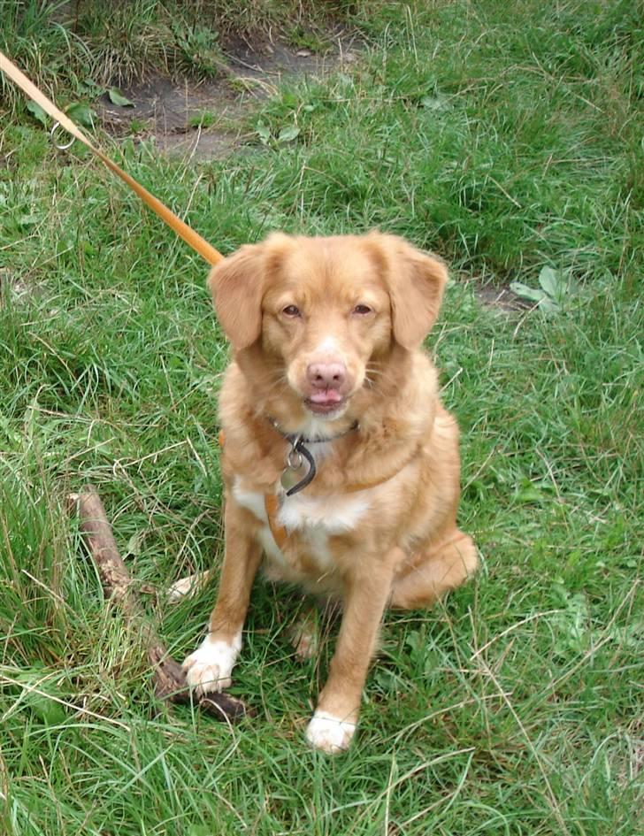 Nova scotia duck tolling retriever Sille billede 17