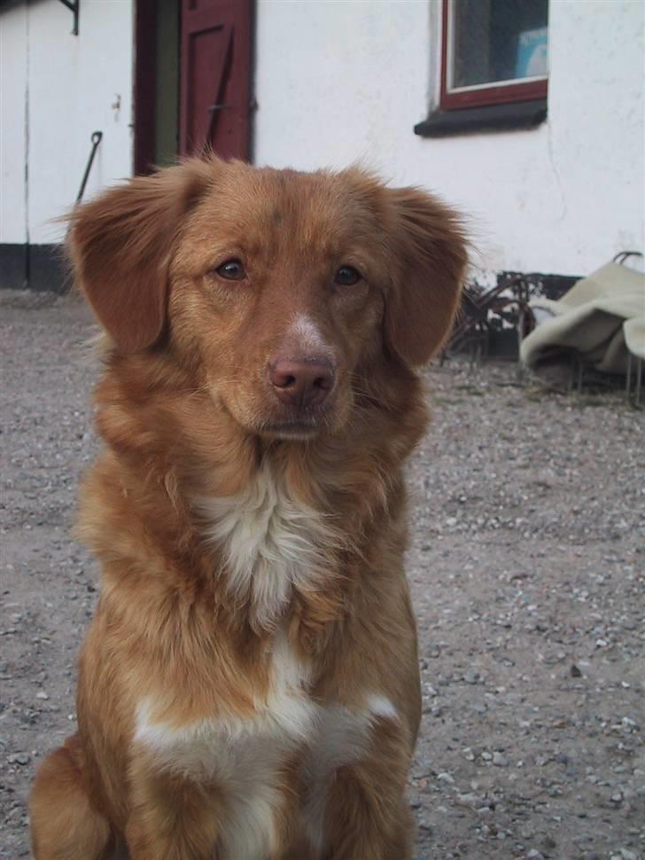 Nova scotia duck tolling retriever Sille billede 19