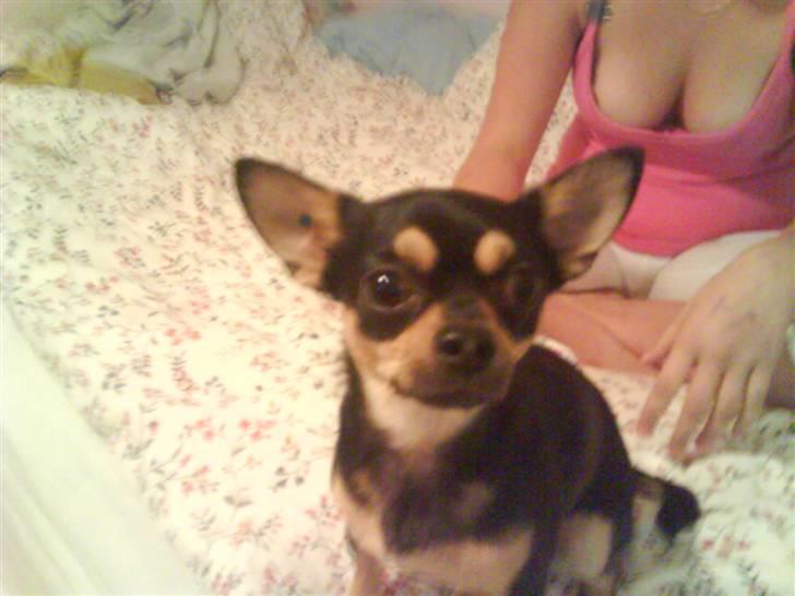 Chihuahua Boss - Min lille skat <3 billede 3