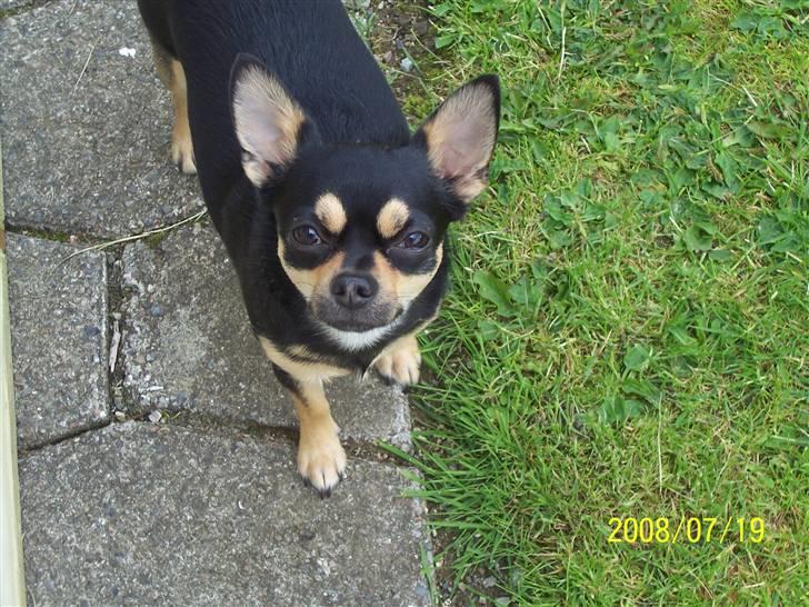 Chihuahua Boss - Ude i haven (: billede 5